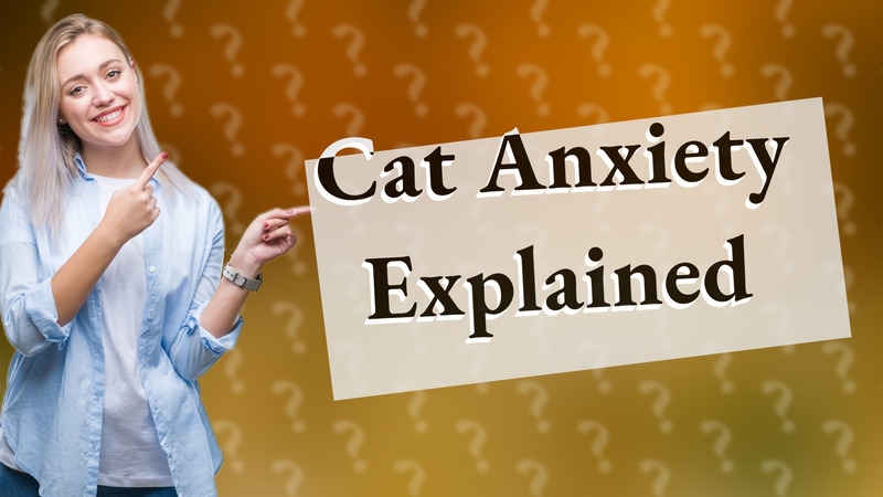 Cat Anxiety Explained