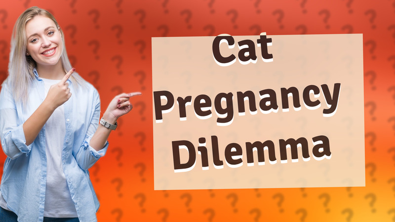 Cat Pregnancy Dilemma