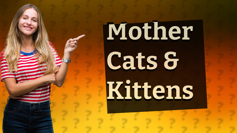 Mother Cats & Kittens