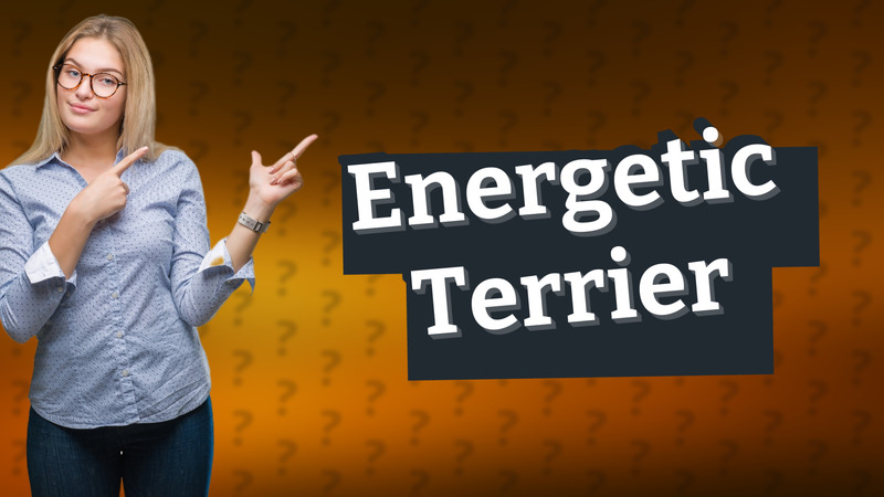 Energetic Terrier