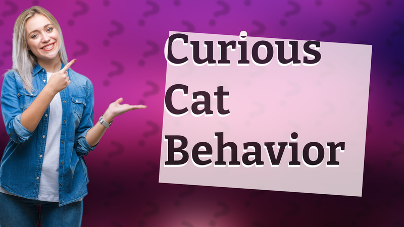 Curious Cat Behavior