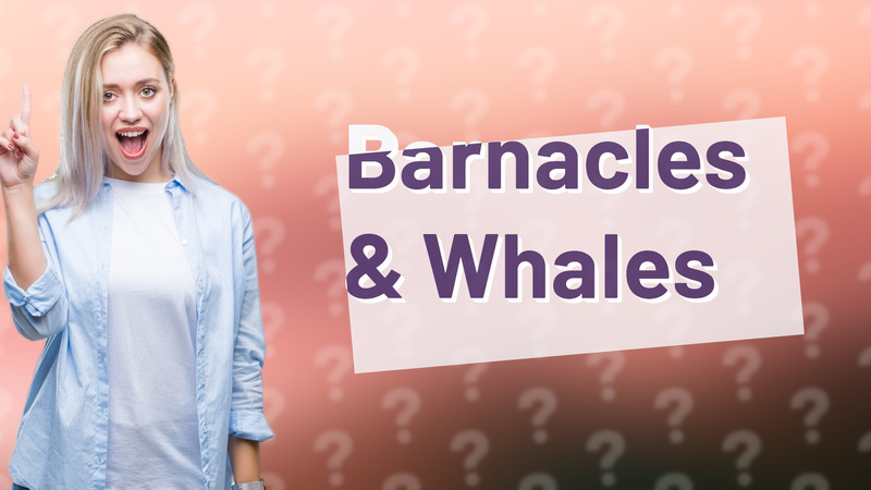 Barnacles & Whales