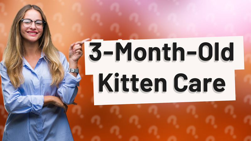3-Month-Old Kitten Care
