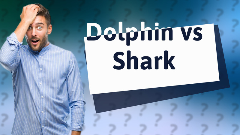 Dolphin vs Shark