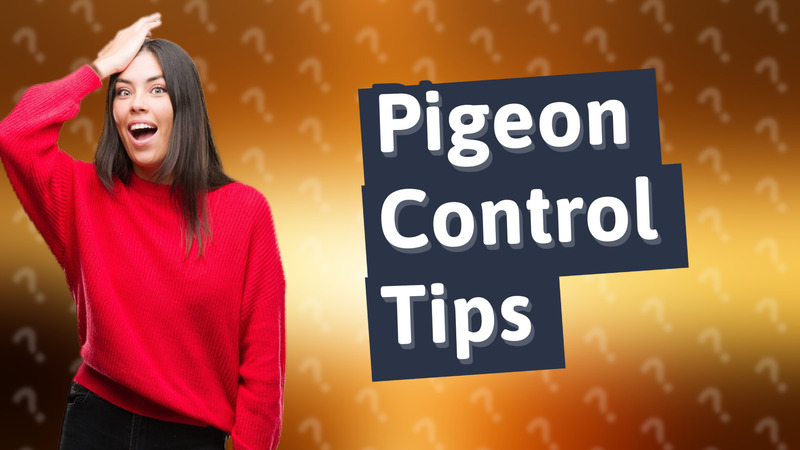 Pigeon Control Tips