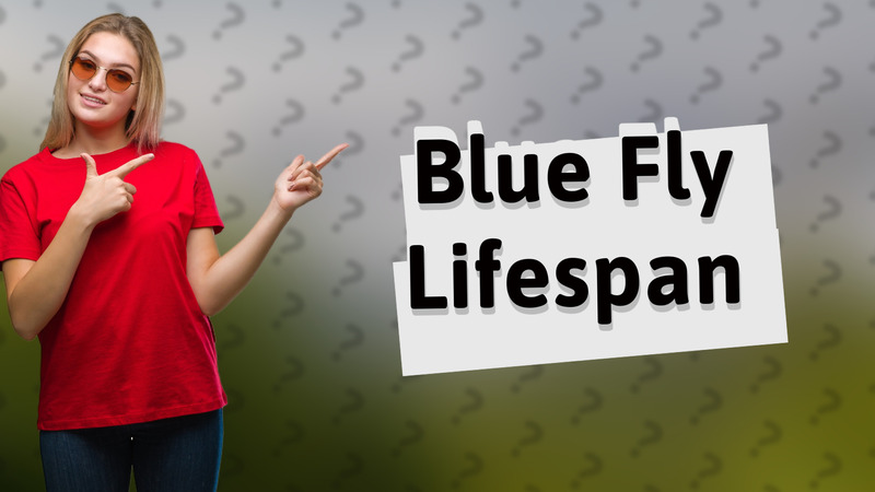 Blue Fly Lifespan