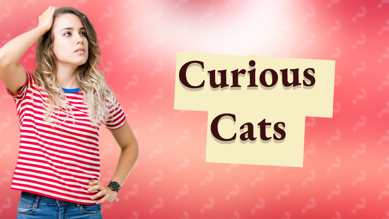 Curious Cats