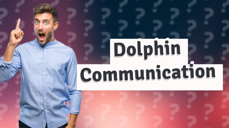 Dolphin Communication