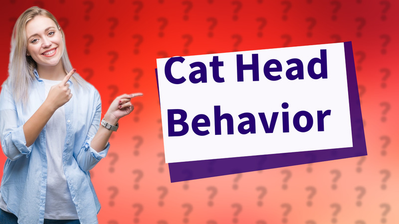 Cat Head Behavior