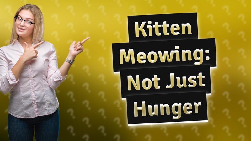 Kitten Meowing: Not Just Hunger