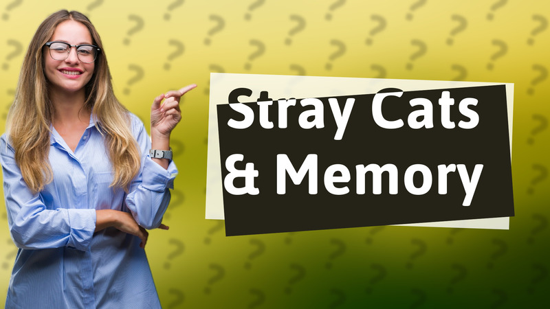 Stray Cats & Memory