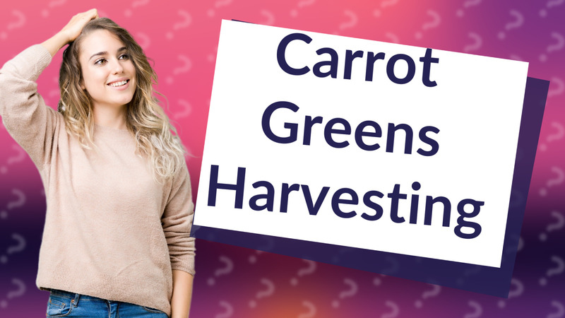 Carrot Greens Harvesting