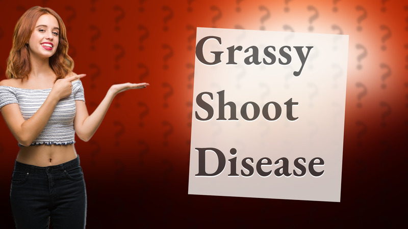 Grassy Shoot Disease