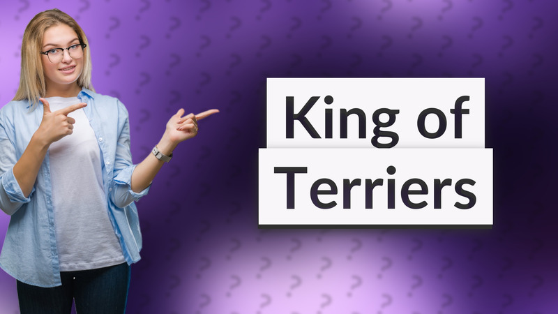 King of Terriers