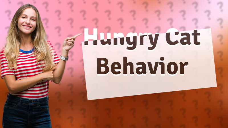 Hungry Cat Behavior
