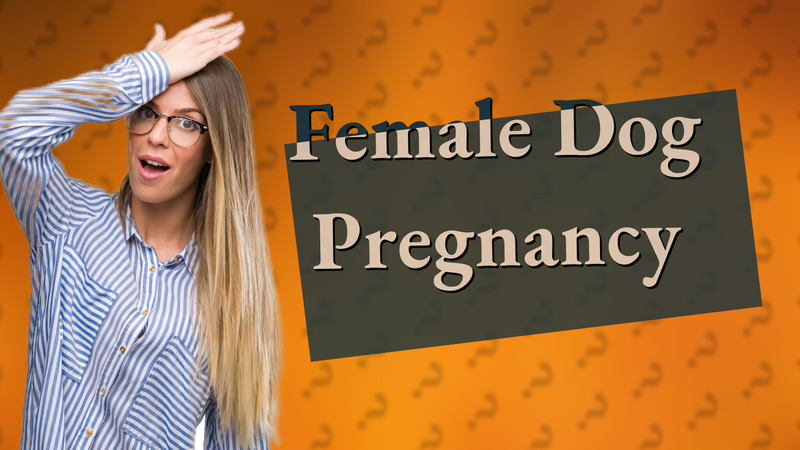 Female Dog Pregnancy