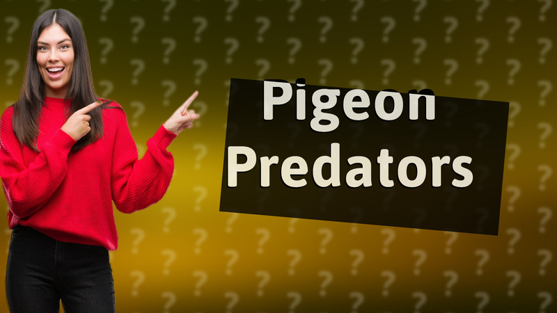 Pigeon Predators