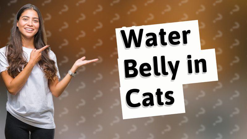 Water Belly in Cats