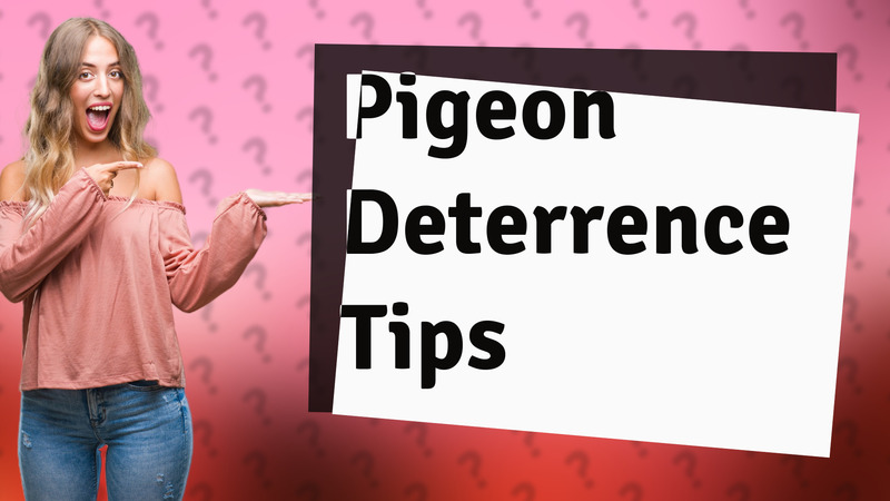 Pigeon Deterrence Tips