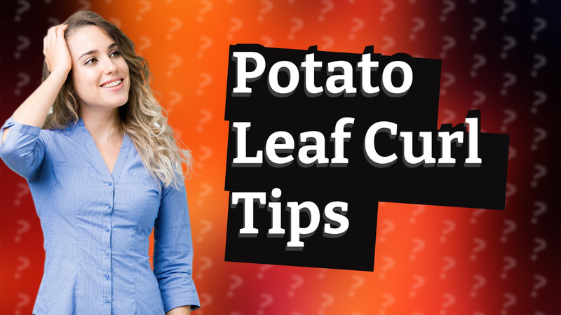 Potato Leaf Curl Tips