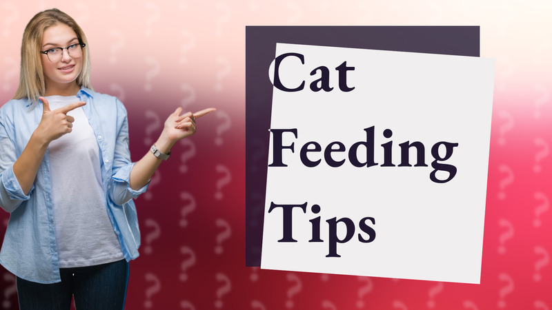 Cat Feeding Tips