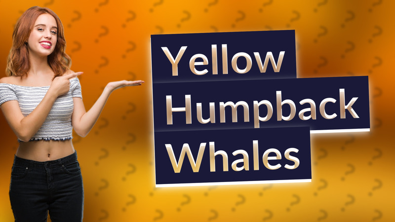 Yellow Humpback Whales