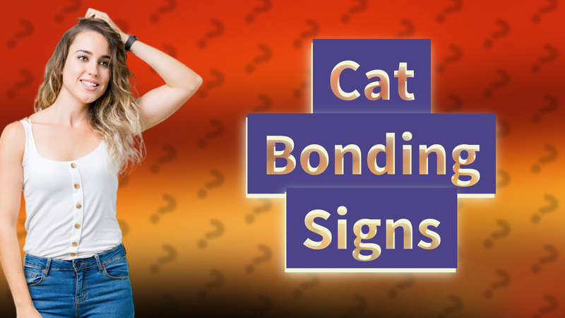 Cat Bonding Signs