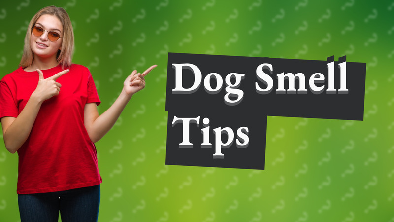 Dog Smell Tips