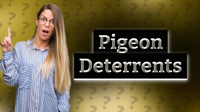Pigeon Deterrents