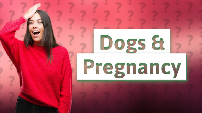 Dogs & Pregnancy