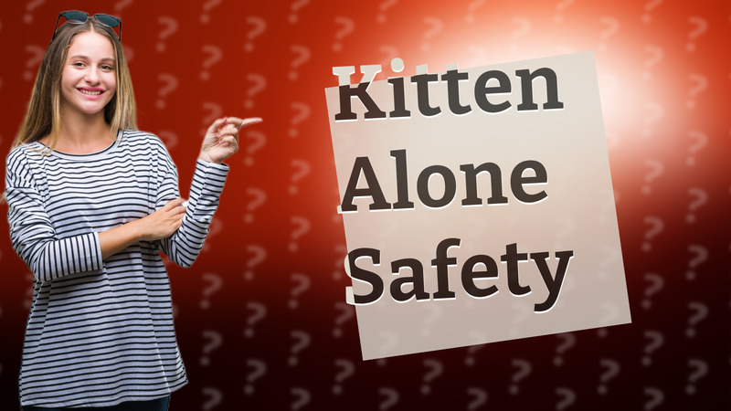 Kitten Alone Safety