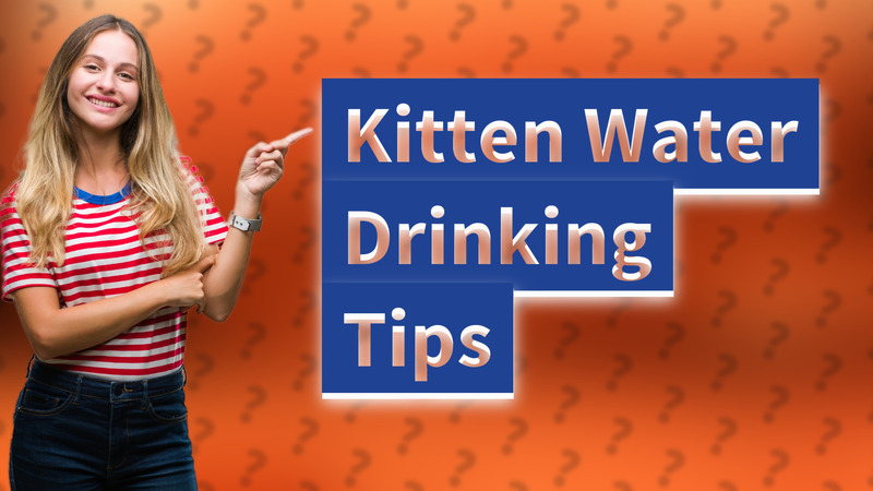 Kitten Water Drinking Tips