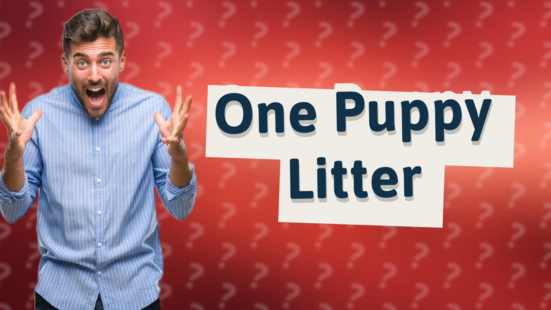One Puppy Litter