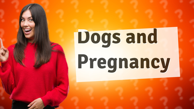 Dogs and Pregnancy