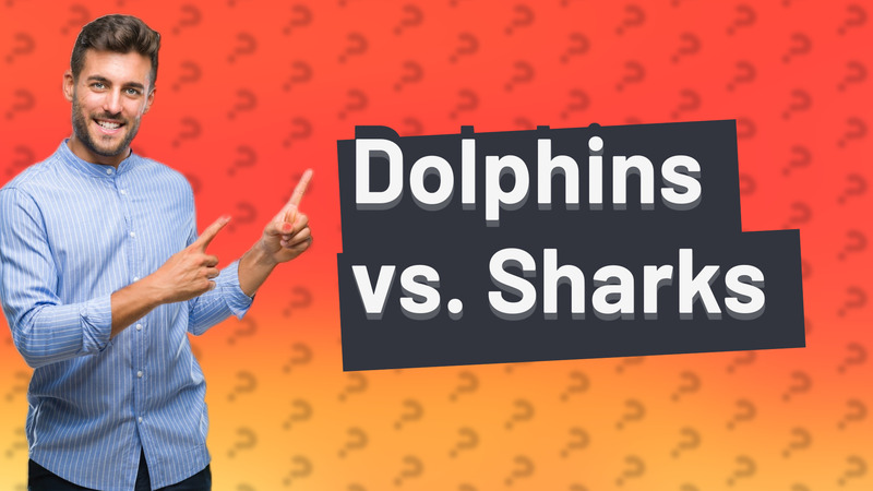 Dolphins vs. Sharks