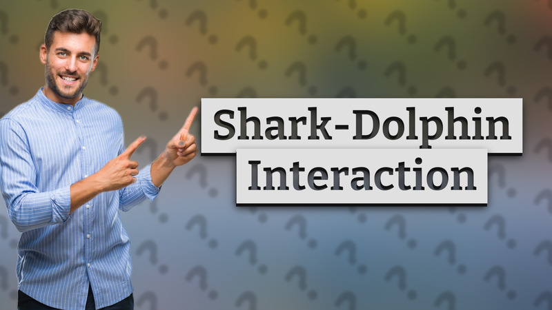 Shark-Dolphin Interaction