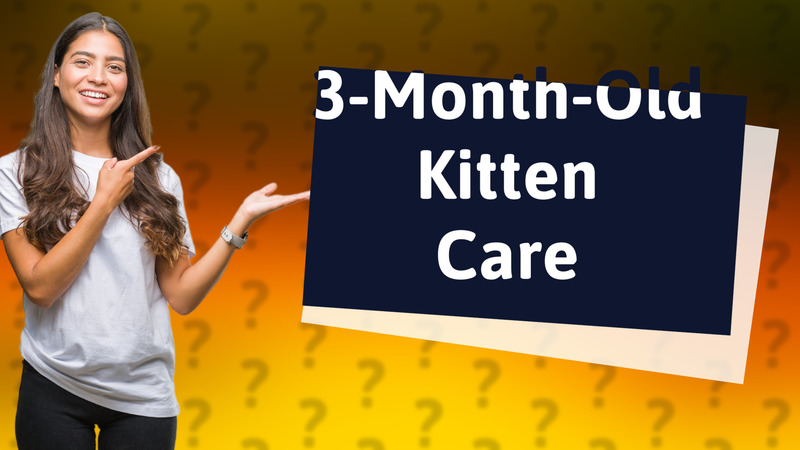 3-Month-Old Kitten Care