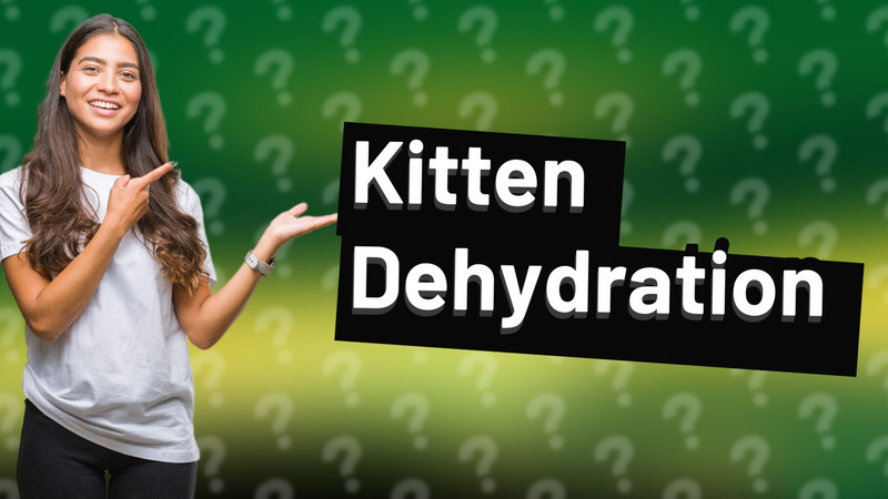 Kitten Dehydration
