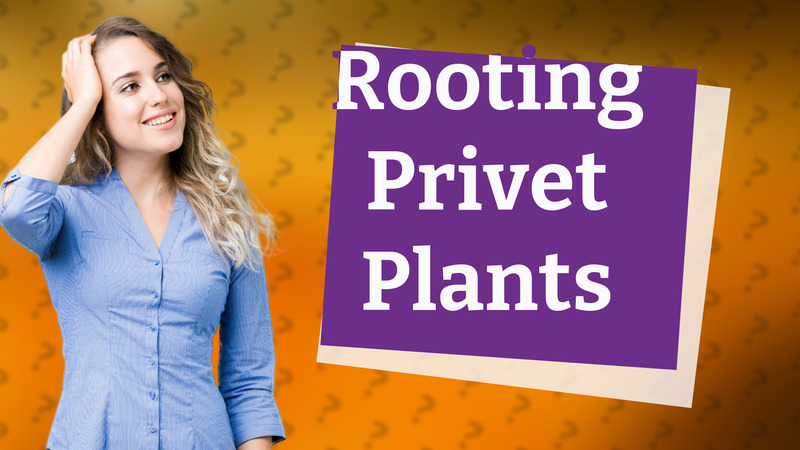 Rooting Privet Plants