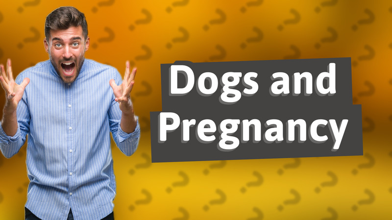 Dogs and Pregnancy