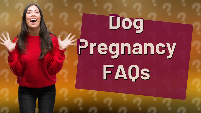 Dog Pregnancy FAQs