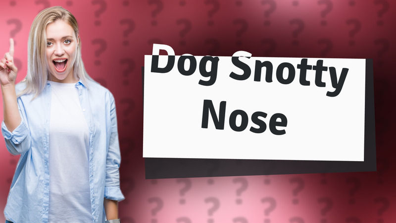 Dog Snotty Nose