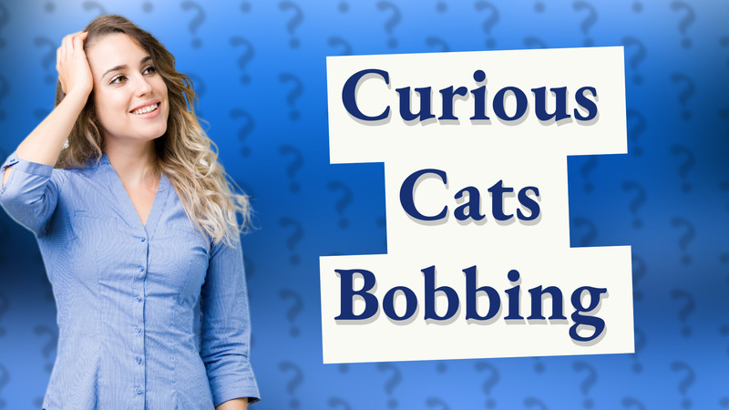 Curious Cats Bobbing