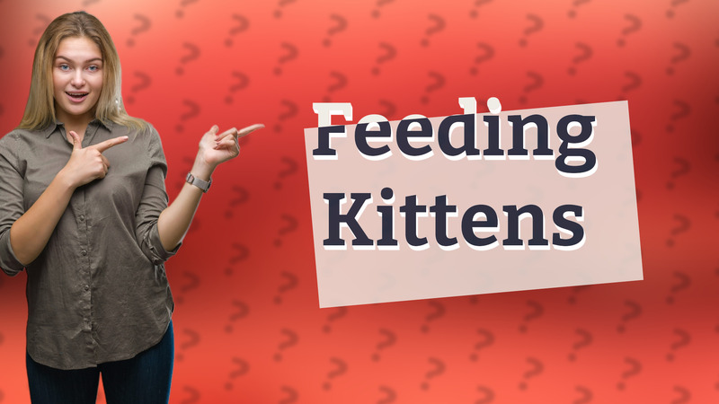 Feeding Kittens