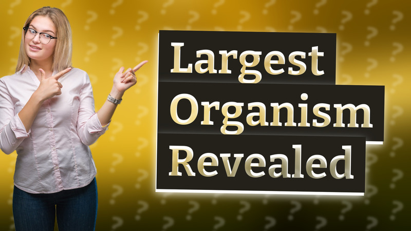 Largest Organism Revealed