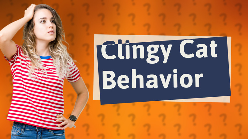 Clingy Cat Behavior
