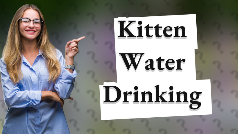 Kitten Water Drinking