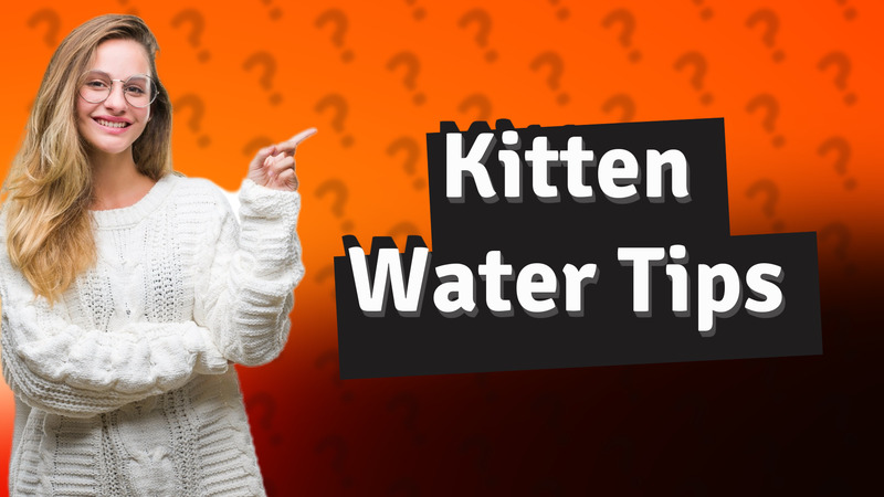 Kitten Water Tips