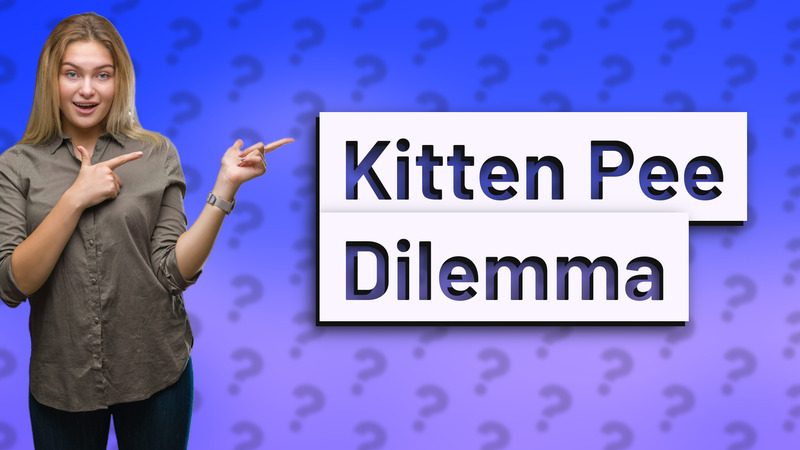 Kitten Pee Dilemma