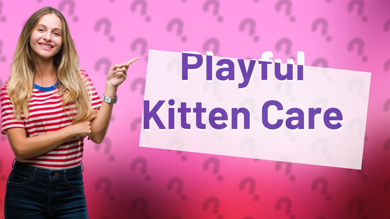 Playful Kitten Care